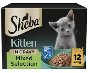 Sheba-kitten